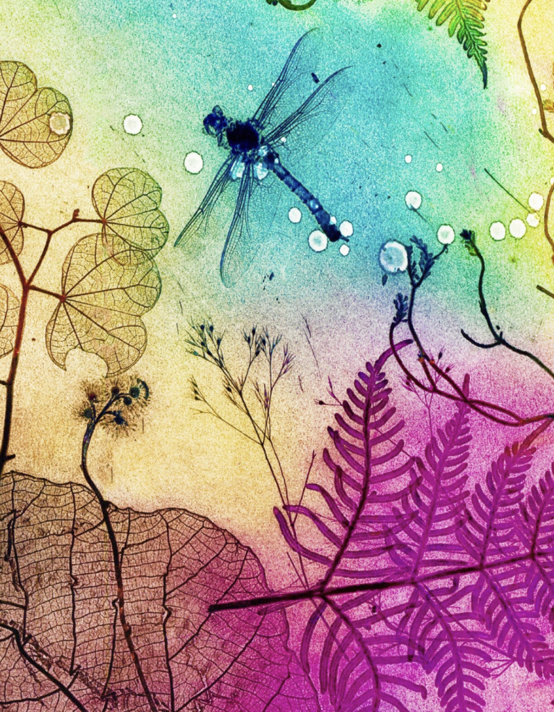 Jet James, 'Rainbow Dragonfly'